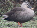 Eastern Spot-billed Duck